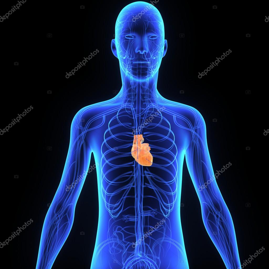 depositphotos_77469102-stock-photo-human-heart-anatomy